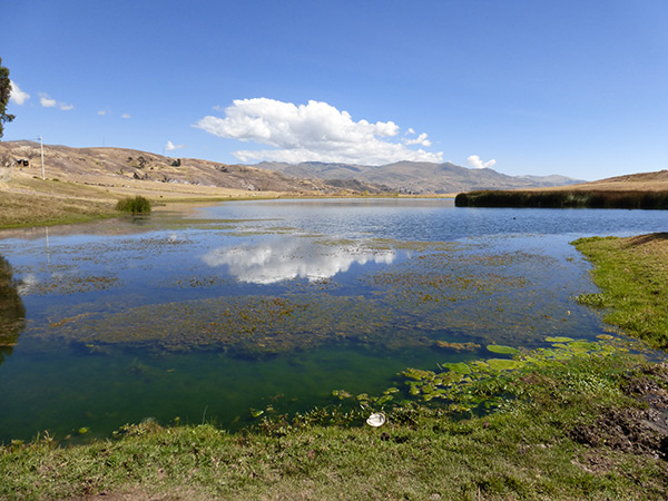 peruvian